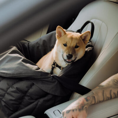 chekhol-dlya-avtokresla-huntingpony-oblegchennyj-chernyj-sobaka-interer