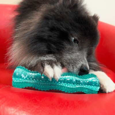 igrushka-dlya-sobak-kong-squeezz-dental-stick-sobaka-igra