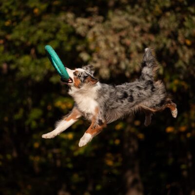 igrushka-dlya-sobak-mr-kranch-kolco-18-sm-igra