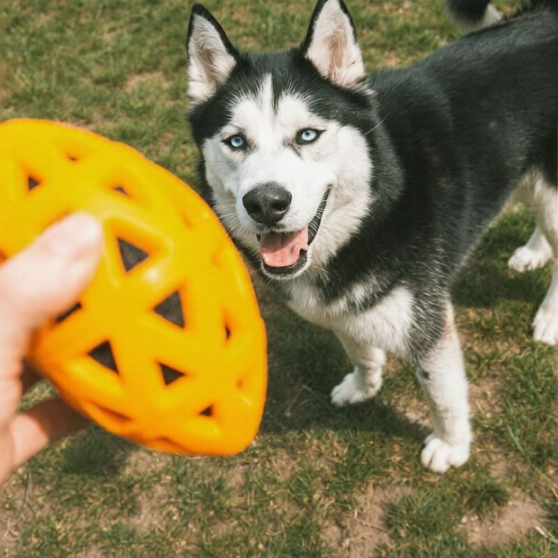 igrushka-dlya-sobak-myach-dlya-regbi-ebi-bite-me-sobaka-igra