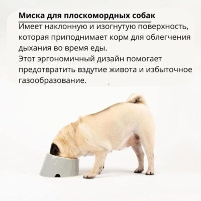 miska-scruffs-icon-flat-faced-kremovyj-krupno-sobaka-eda