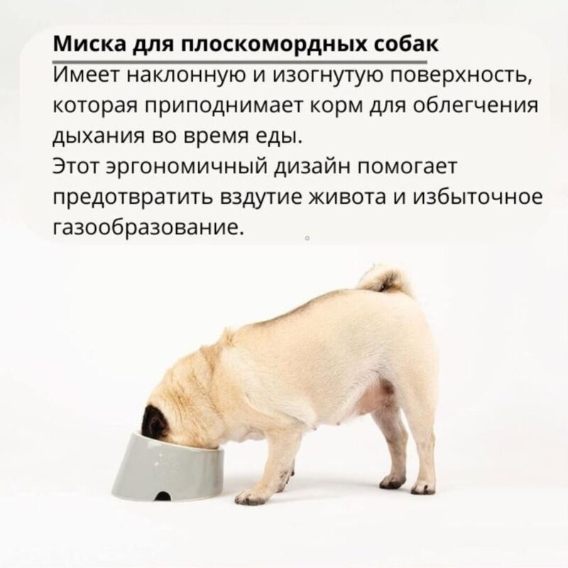 miska-scruffs-icon-flat-faced-kremovyj-krupno-sobaka-eda