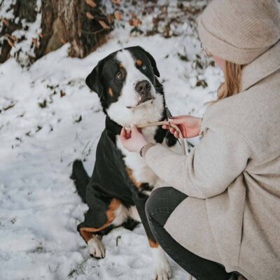 povodok-hunter-retriever-freestyle-bezhevyj-vid-sobaka